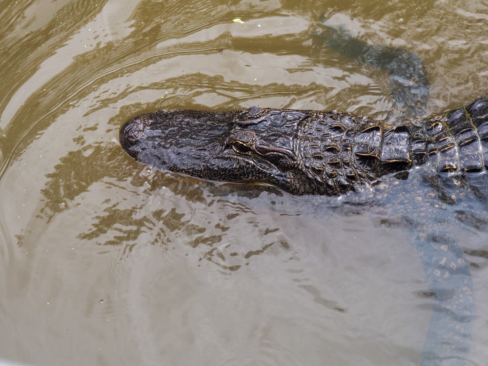 Hurricanes, Hand Grenades, and Voodoo: Things NOT to do in New Orleans ...